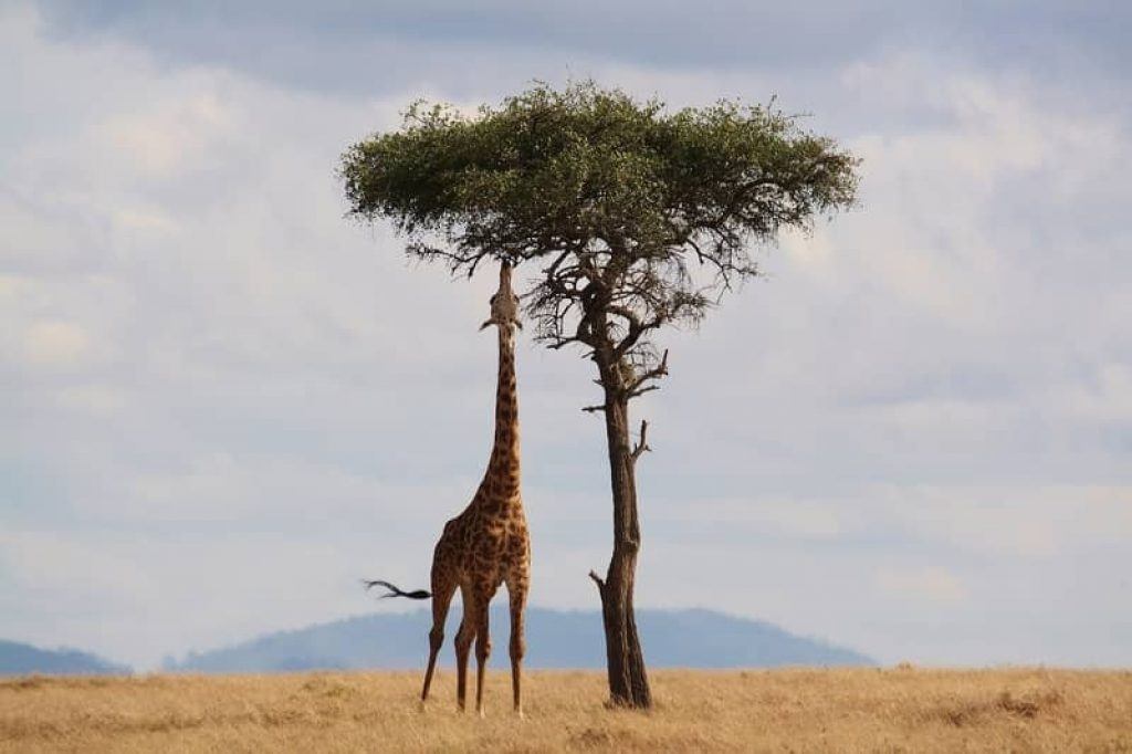 Giraffe eating from acacia tree