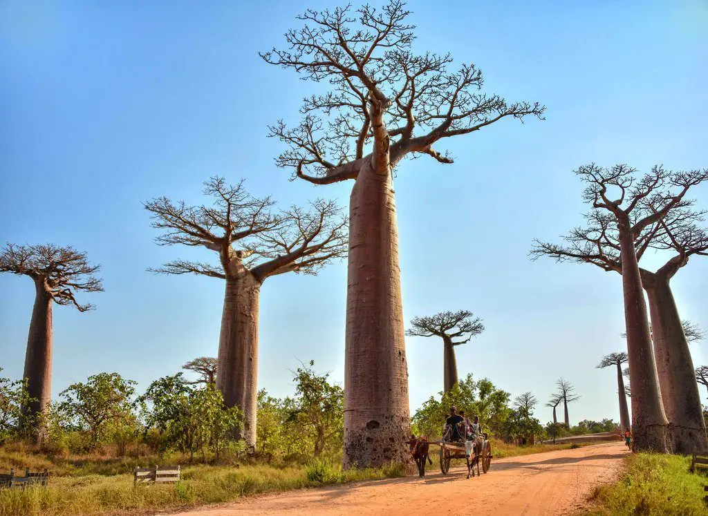 The avenue of baobabs