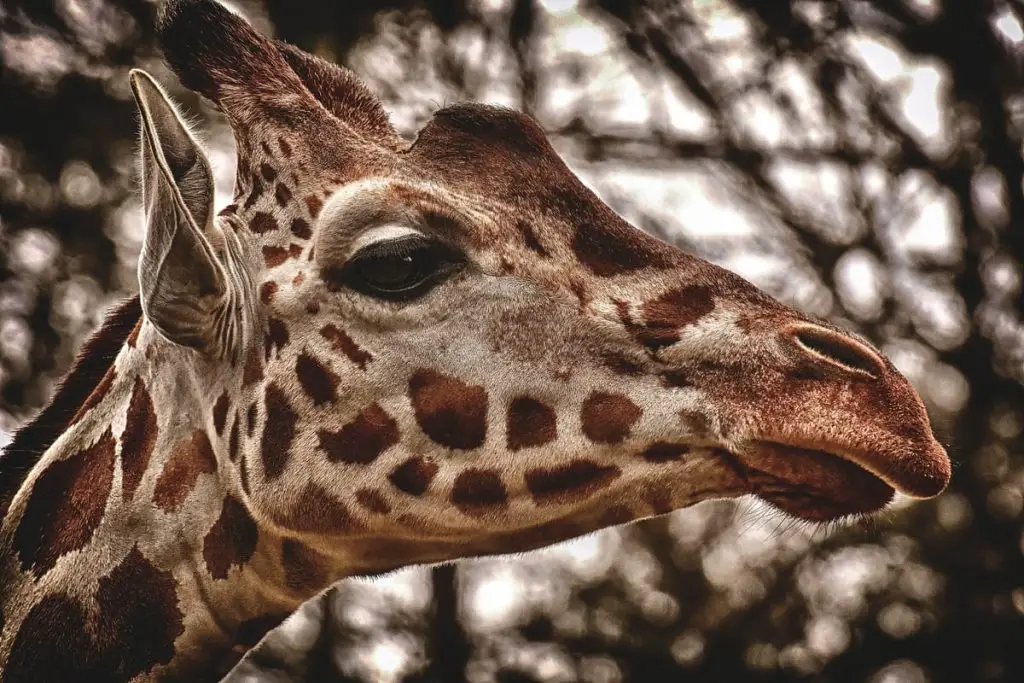 Close up of a giraffe face