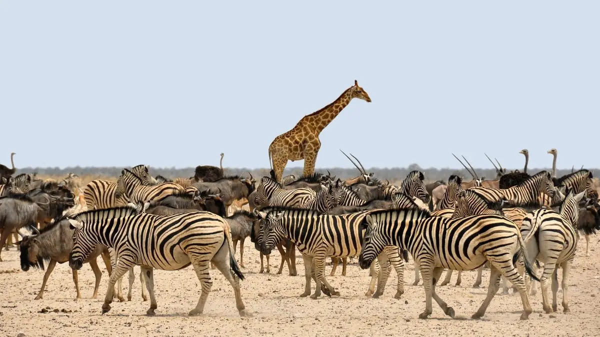 Zebra and giraffe in Namibia