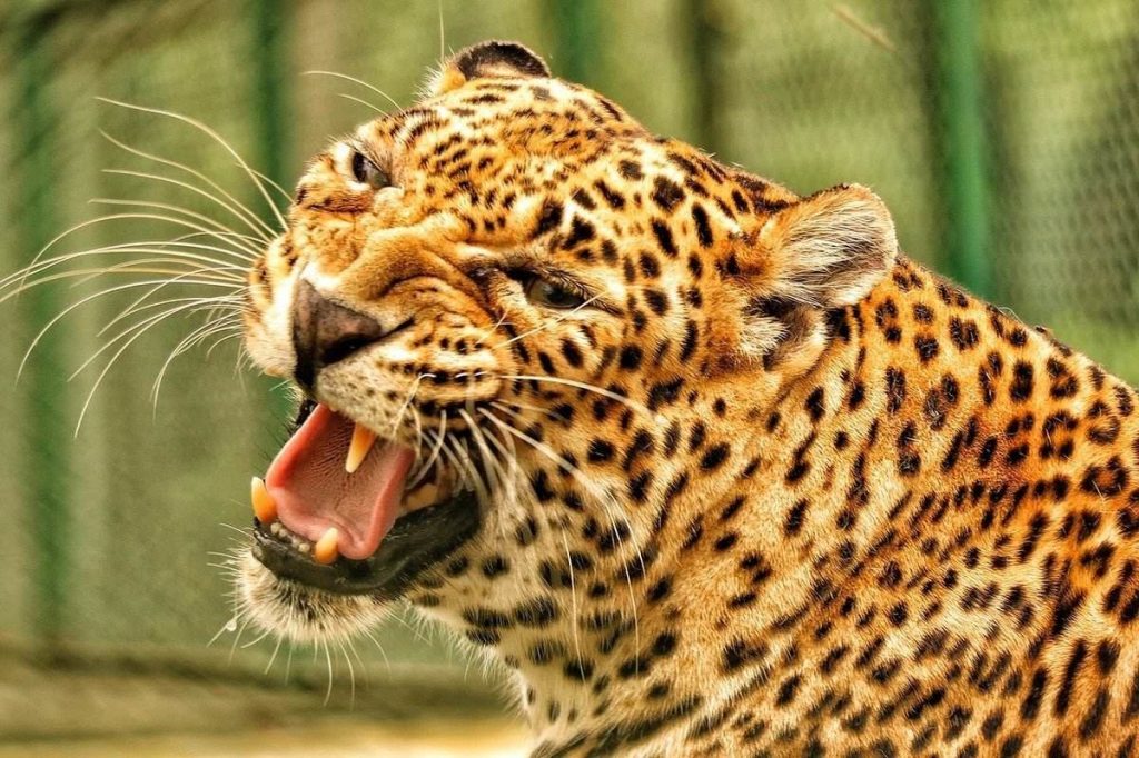 Leopard growling
