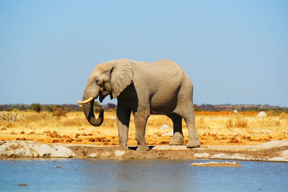 Gray elephant standing near a body of water