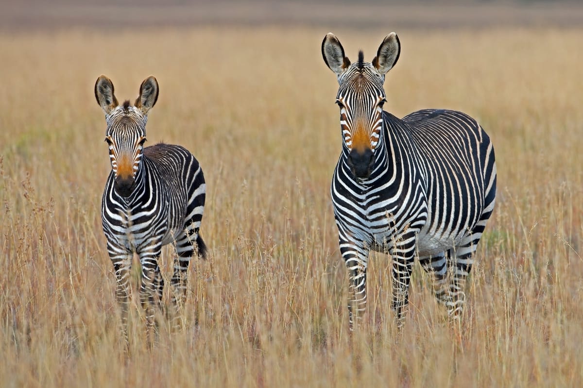 two zebras standing in brown grass field