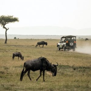 wildebeest walking in open grass field with jeep safari in the distance
