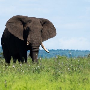 elephant at Kruger National Park