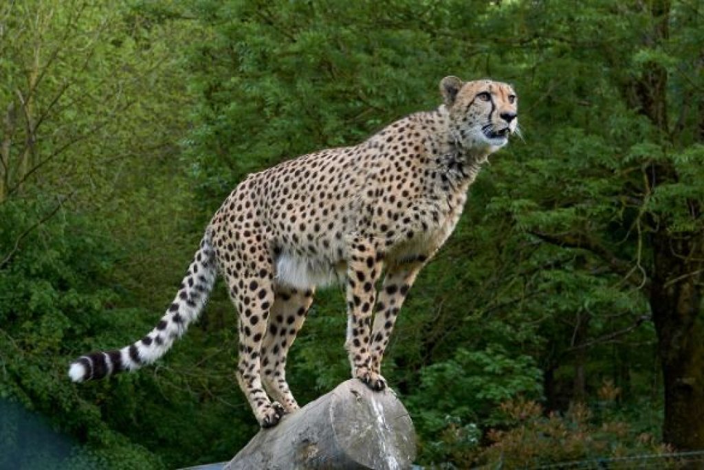 King Cheetah 1024x684