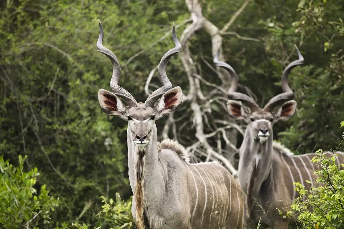 A small herd of adult kudu amongst the bushes