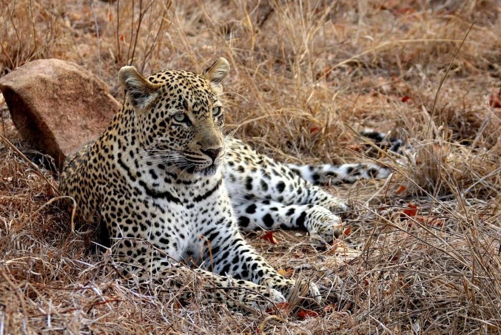 sabi sands safari leopard