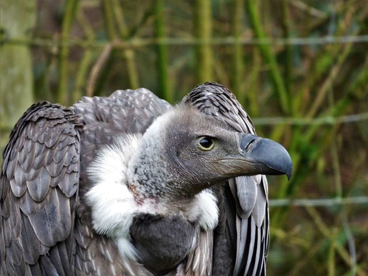 white-backed-vulture-sitting