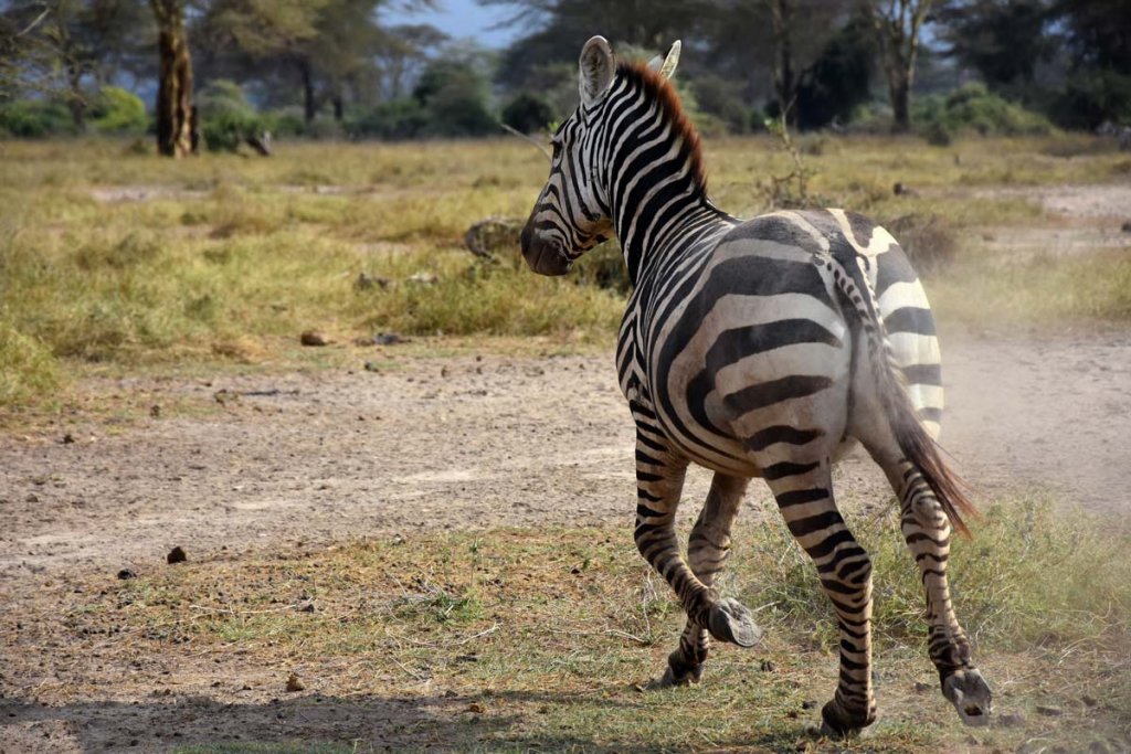 zebra running at top speed