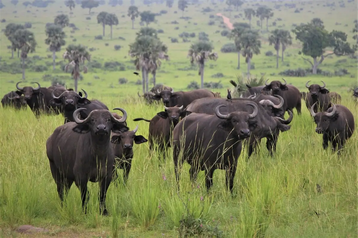 Buffalos in a safari