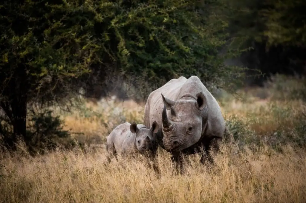 two rhinos at Kruger national park 