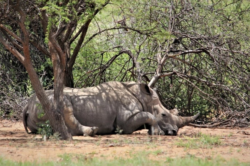 rhino sleeping under trees in Kruger park