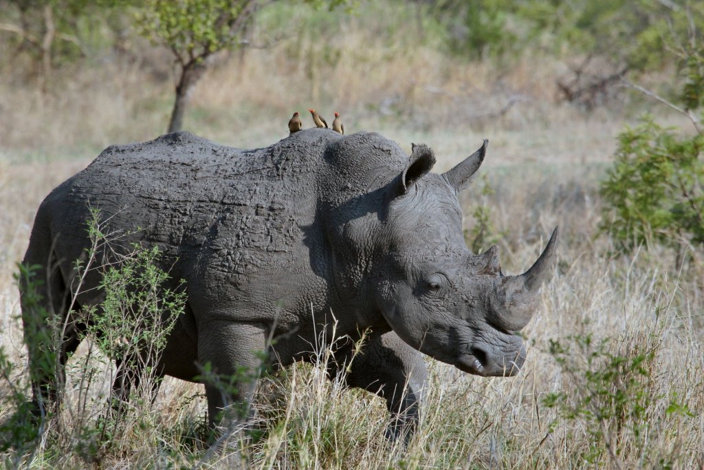 rhino walking through bush veld at Kruger park