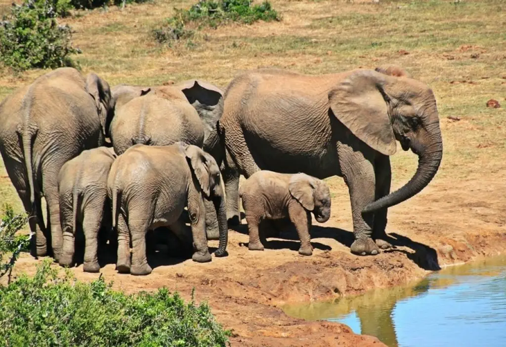 elephants at water hole in Kruger park