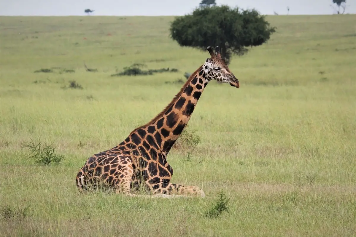 giraffe-sitting-on-green-grass