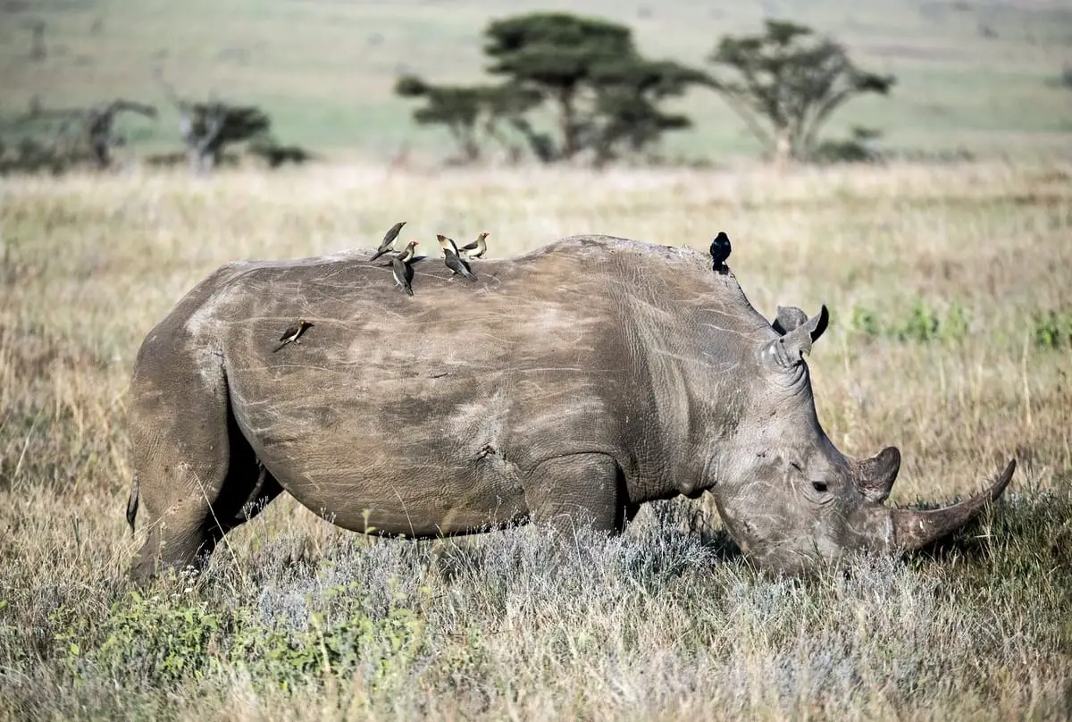 white rhino grazing in grassland