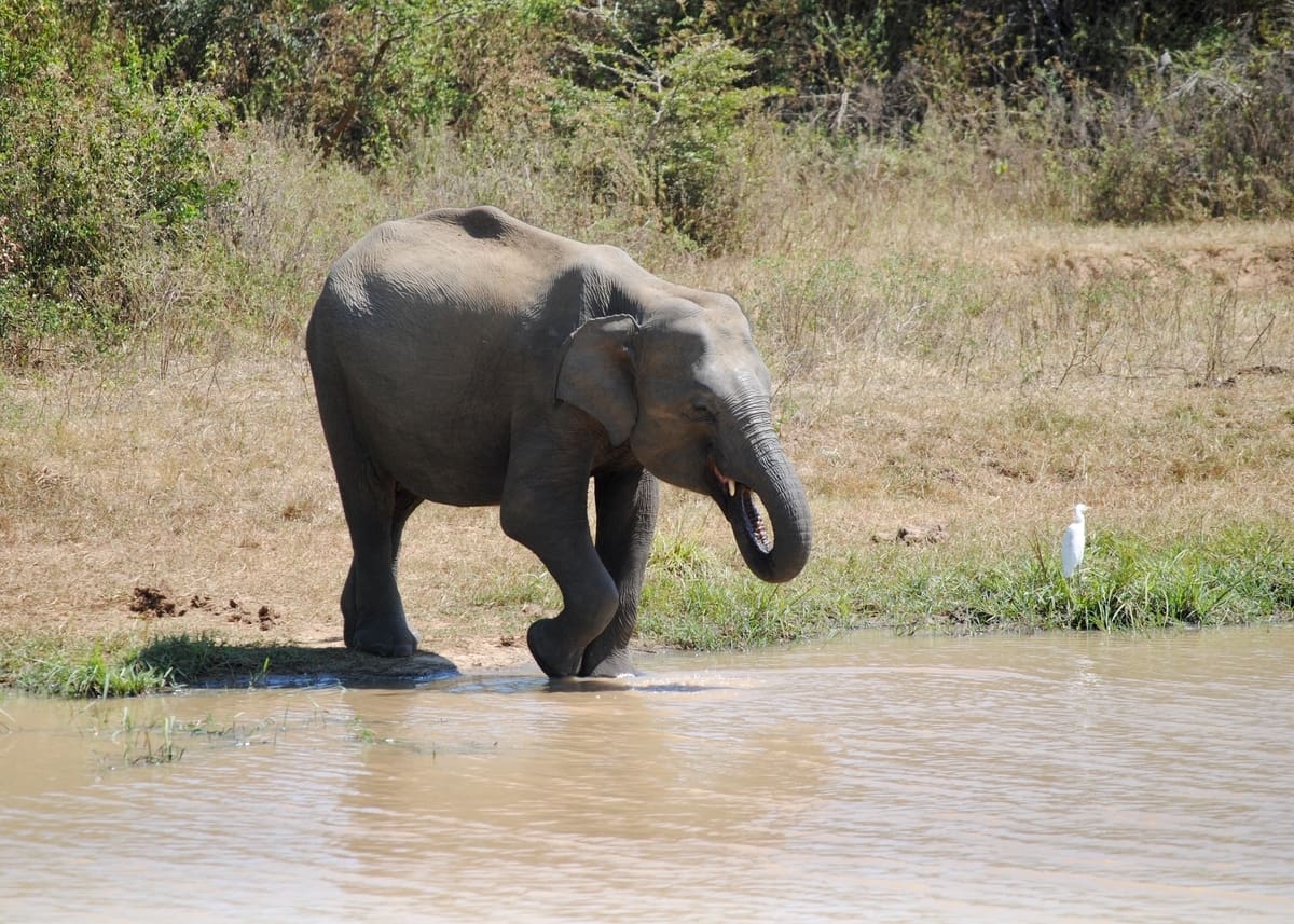 Baby elephant going to drink water
