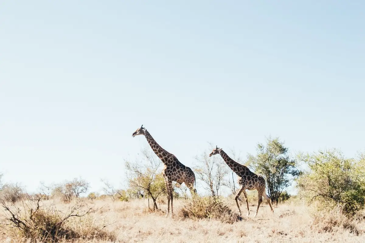 Two giraffes in Kruger National Park
