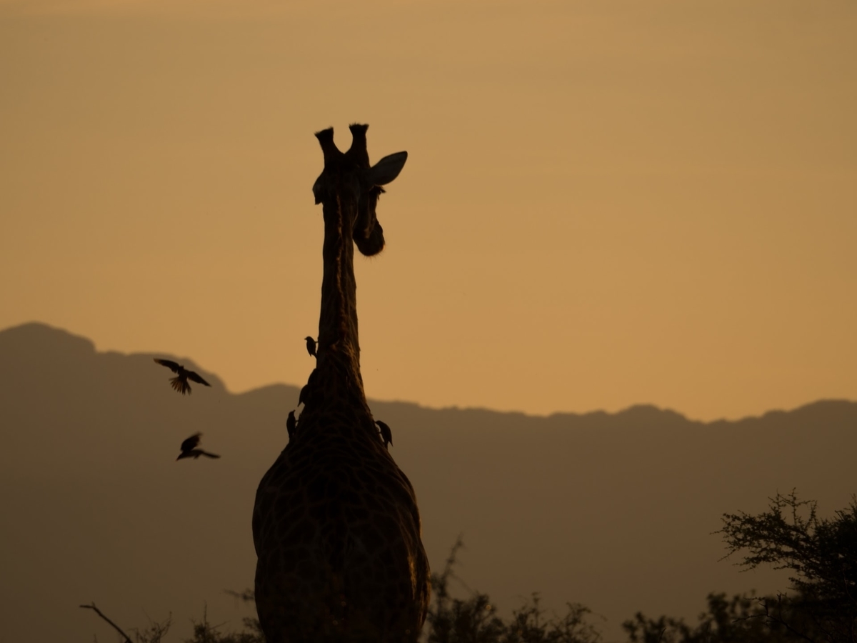 a giraffe walking into the sunset with birds flying around it