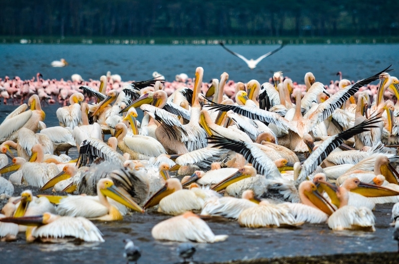 Flock of birds at Lake Nakuru