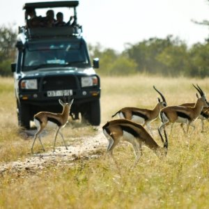 safari vehicle with impala