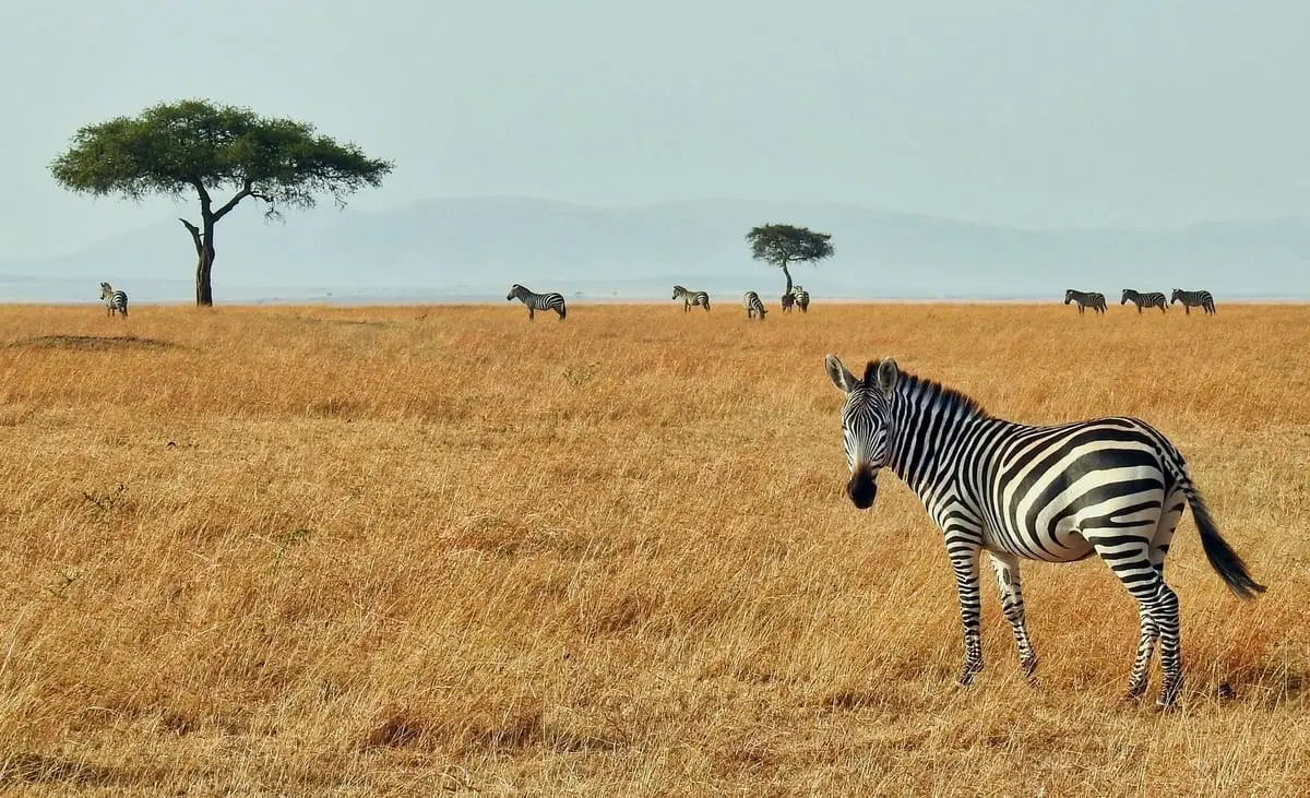 zebra in the Masai Mara Reserve