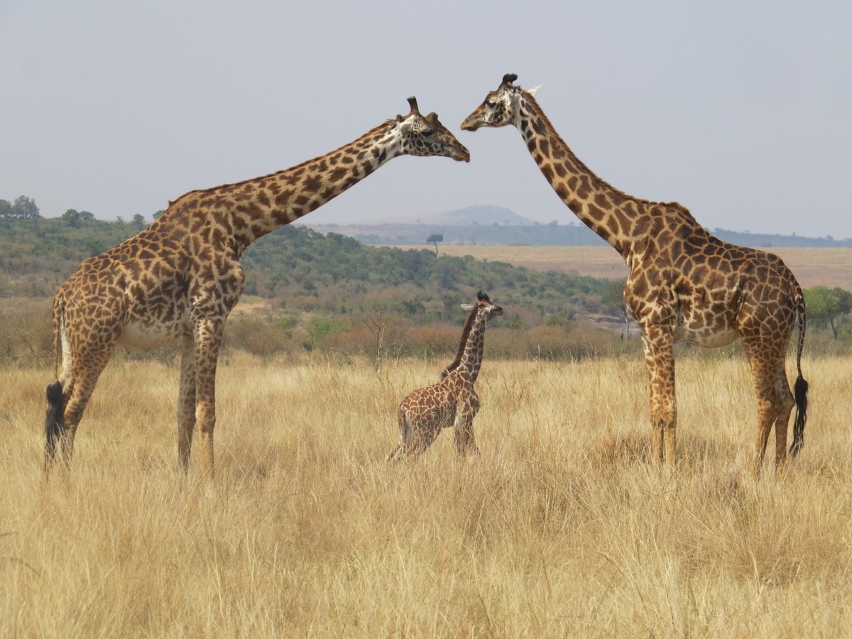 giraffe-family-in-masai-mara-kenya-during-dry-season