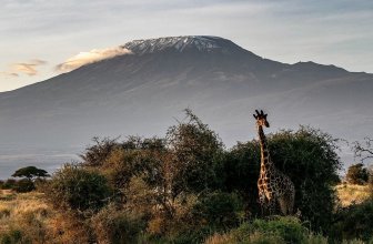 giraffe in front of mount Kilimanjaro in Kenya