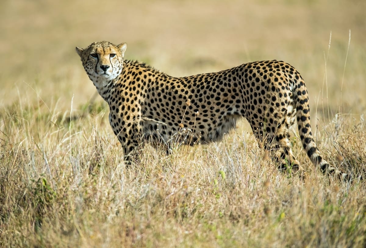 Cheetah In Kruger