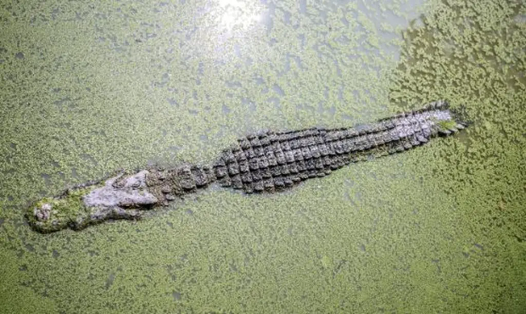 Alligator floating in the water