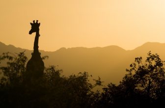 giraffe-in-african-sunrise
