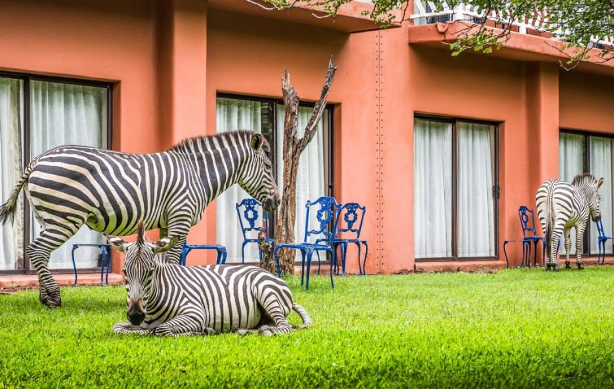 Zebras relaxing outside Avani Victoria Falls Resort in Livingstone, Zambia
