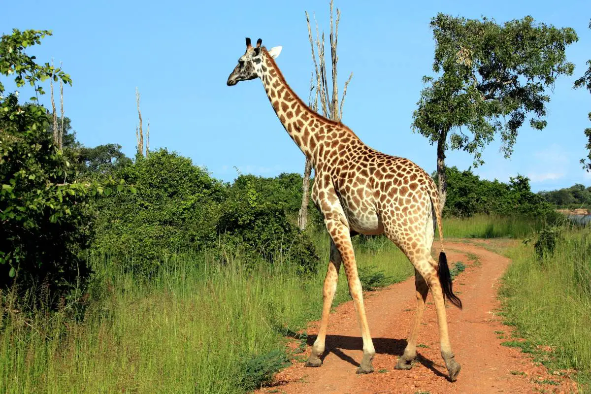 A giraffe crossing a dirt road in Zambia