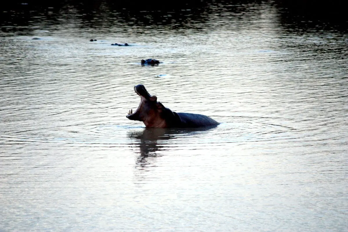 A hippo opening its mouth in South Luangwa National Park