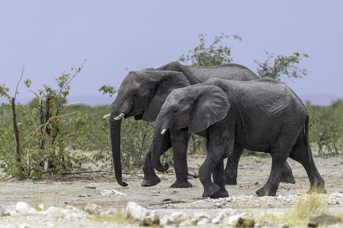 Elephant-and-cub