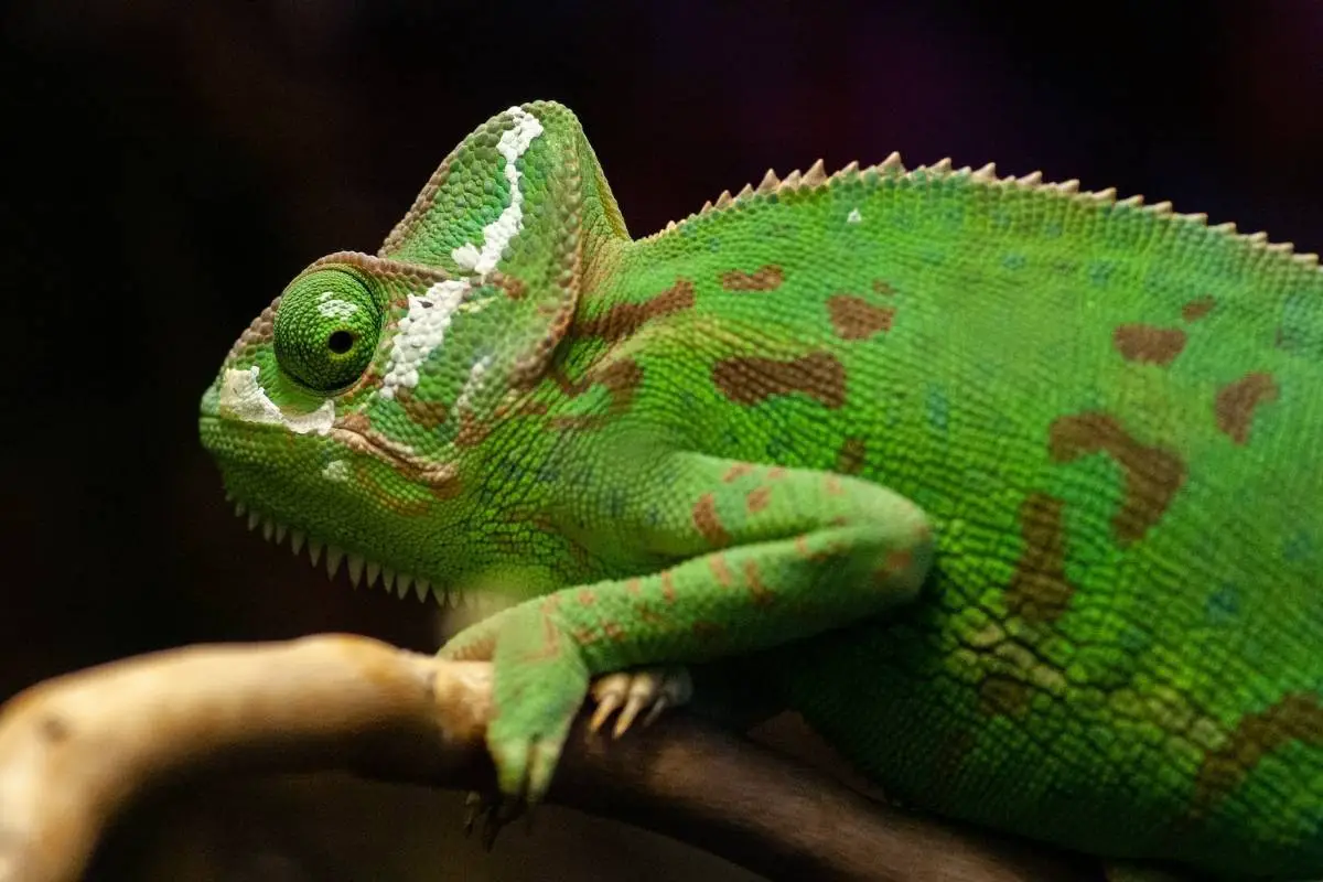 flap-necked chameleon on a branch