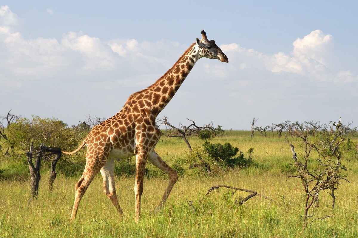 masai-giraffe