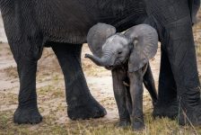Baby elephant with her mother