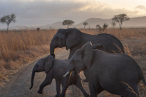 Luxury Tanzania Safari Tours | Holiday Tips & Wildlife in Africa