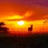Kenya Safari Cost | Affordable Holiday Packages & Tours